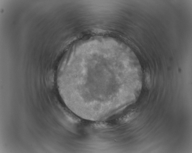 X0000067840668200604271621