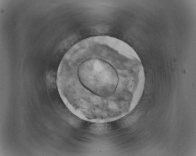 X0000067840672200604271621