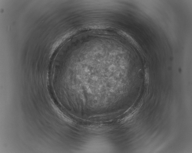 X0000067840725200604271619