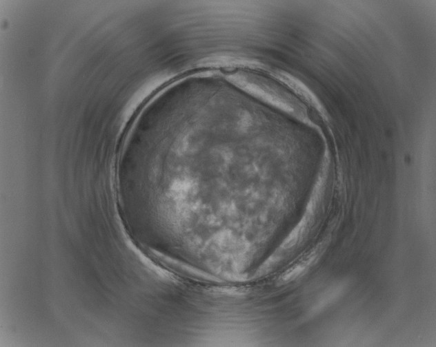 X0000067840855200604271618