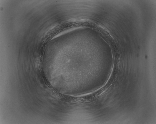 X0000067840966200604271615