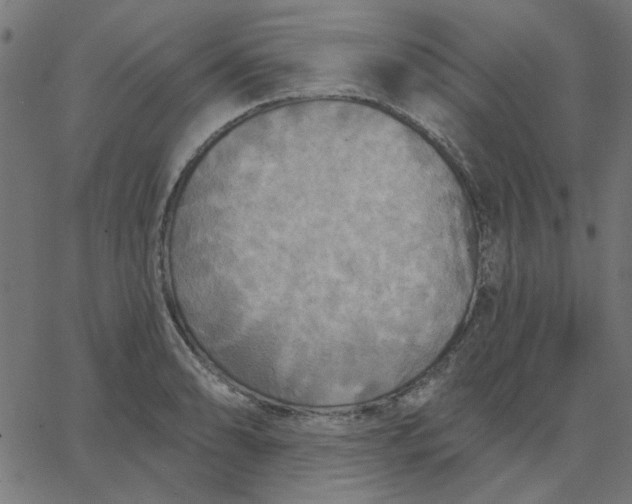 X0000067841086200604271613