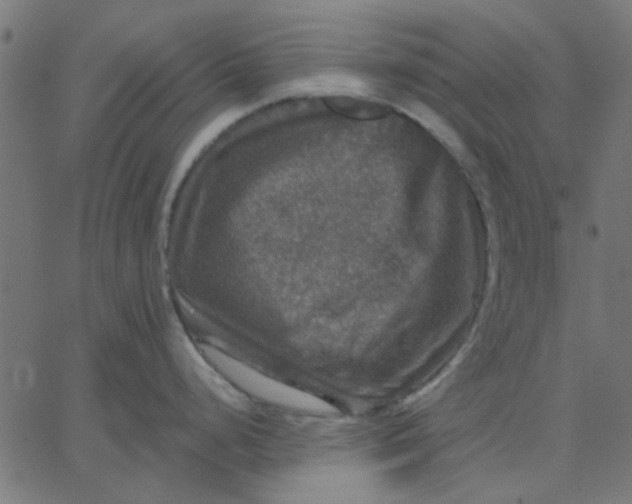 X0000067841248200604271612