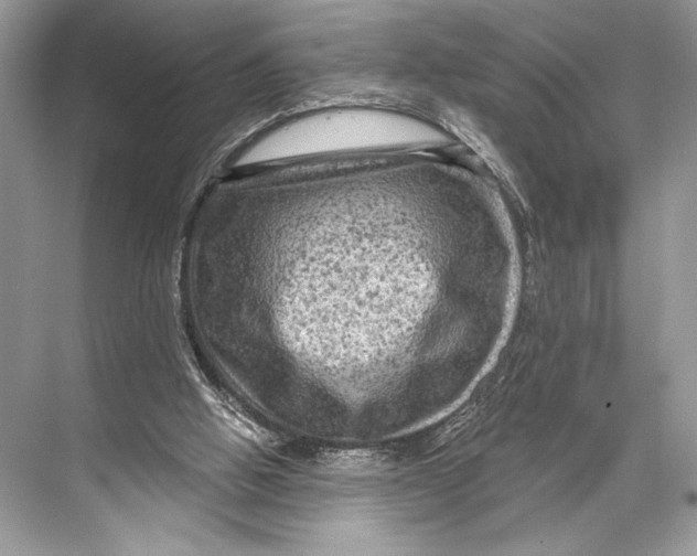 X0000067840058200605041700