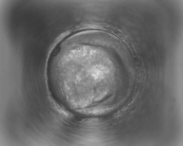 X0000067840104200605041700