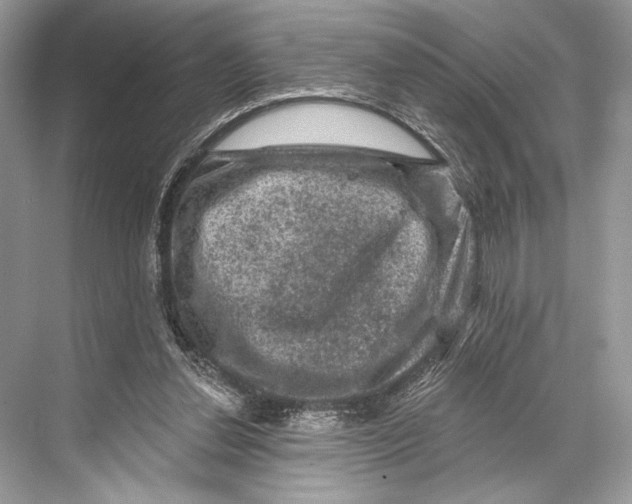 X0000067840252200605041657