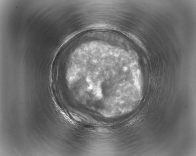 X0000067840839200605041647