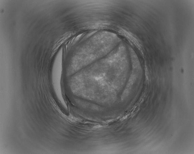 X0000067840105200605111653