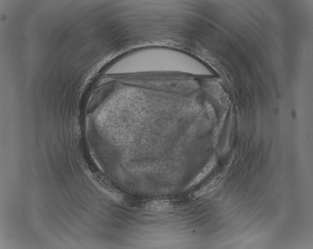 X0000067840252200605111650