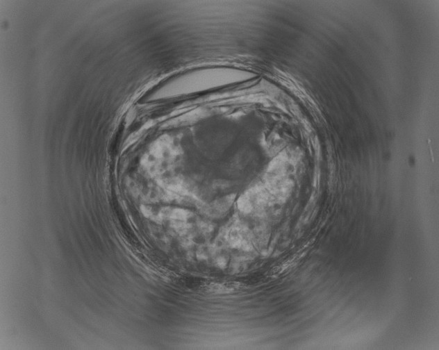 X0000067840346200605111648