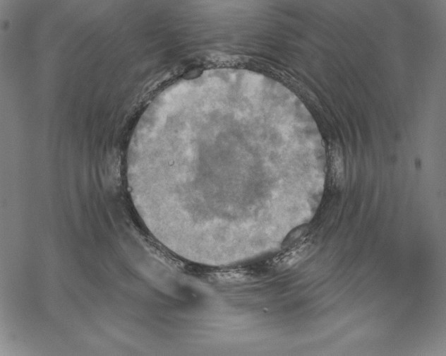 X0000067840668200605111644