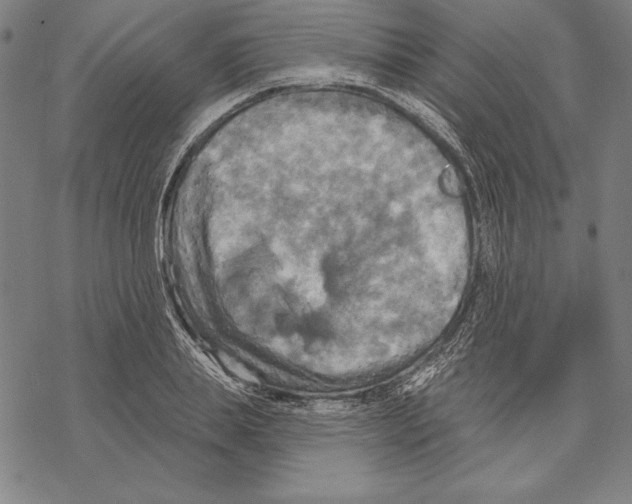 X0000067840839200605111640