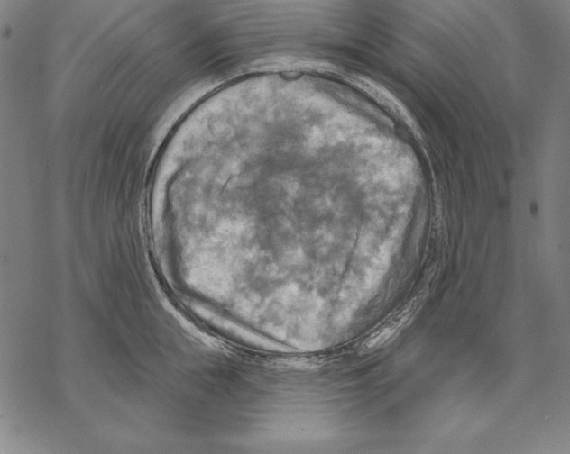 X0000067840855200605111640