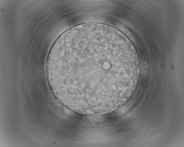 X0000067840856200605111641