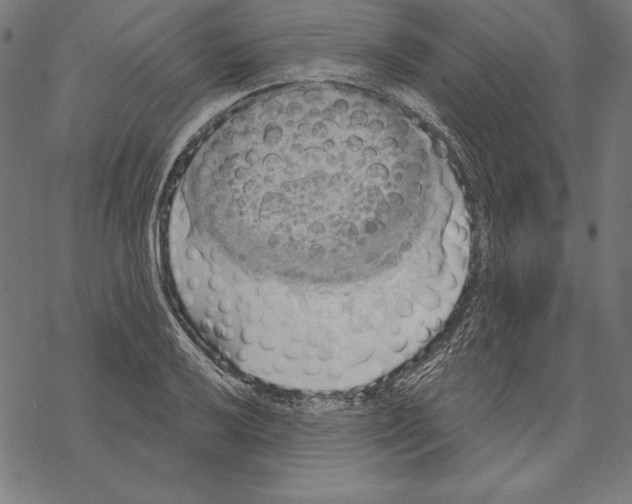 X0000067841032200605111637