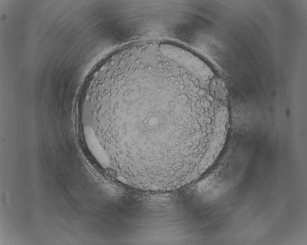 X0000067841126200605111636