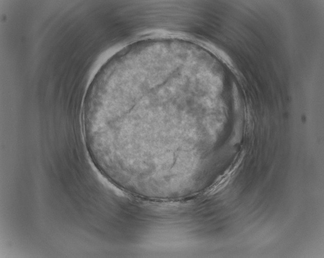 X0000067841247200605111634