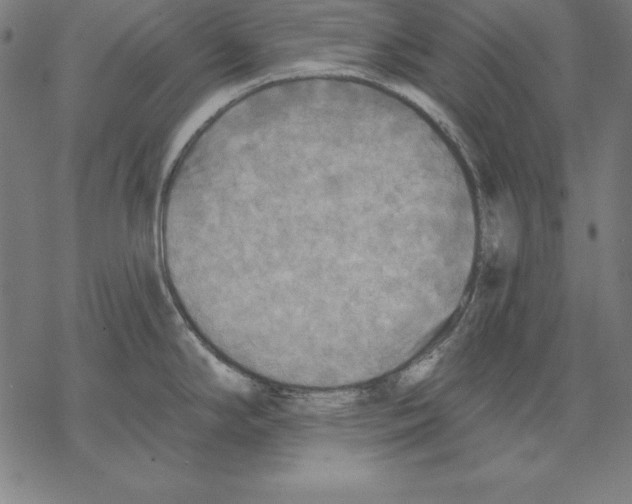 X0000067841294200605111633