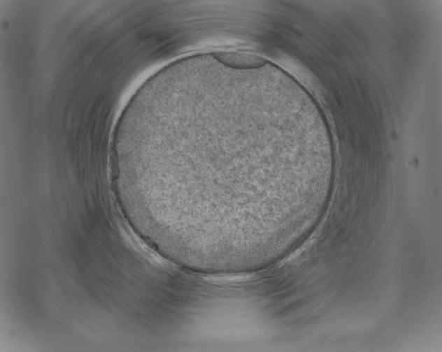 X0000067841296200605111633