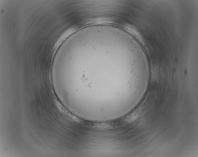 X0000067841338200605111633