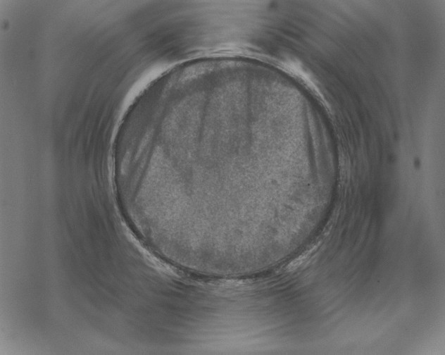 X0000067841424200605111631