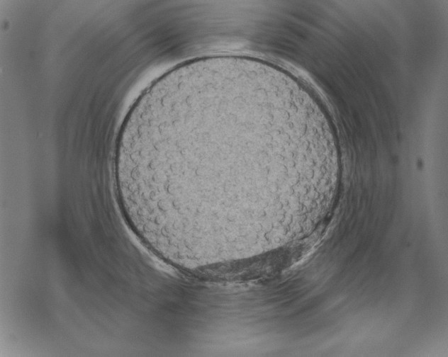 X0000067841432200605111631