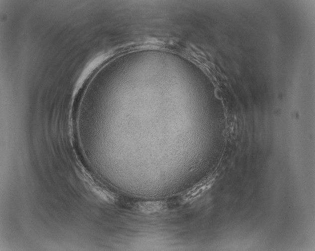 X0000067850102200604131301