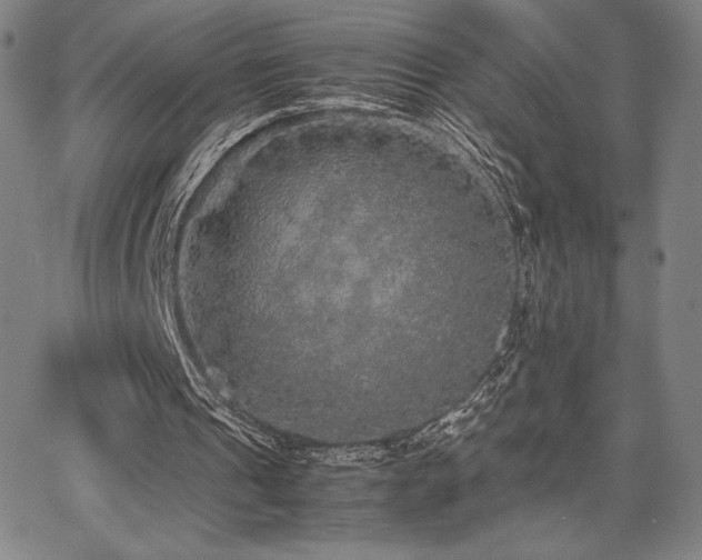 X0000067850241200604131258