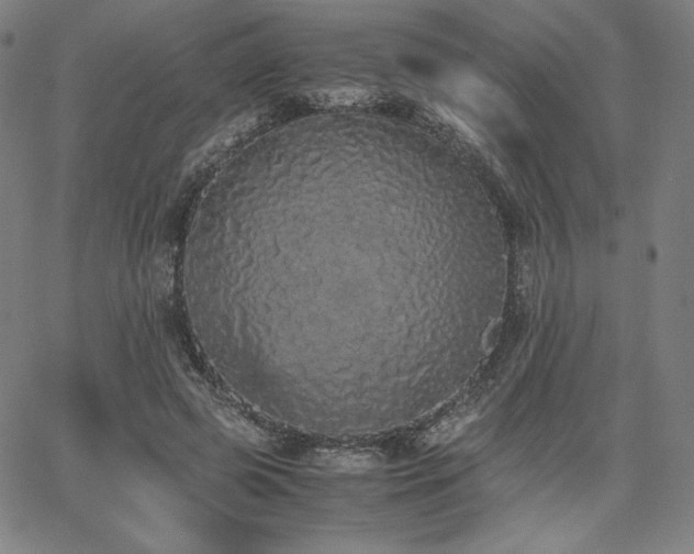 X0000067850545200604131253