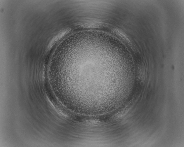 X0000067850586200604131253