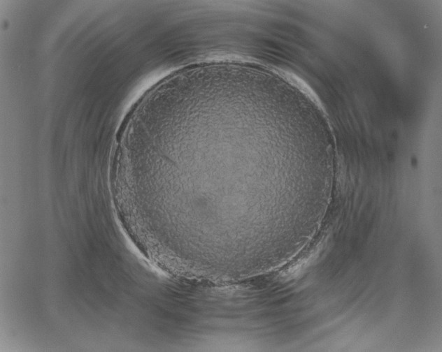 X0000067850847200604131249