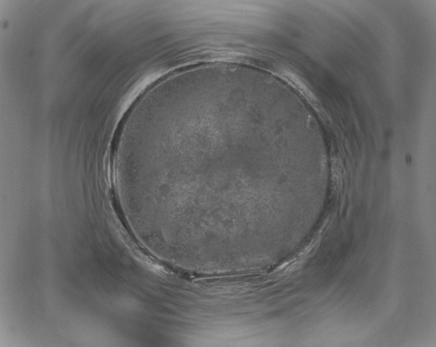 X0000067850891200604131248