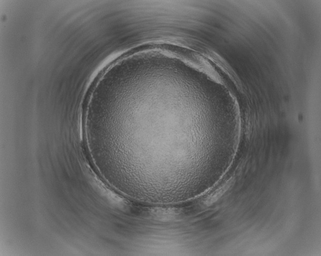 X0000067851036200604131246