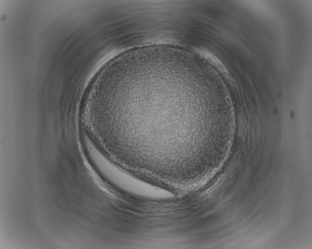 X0000067851039200604131246