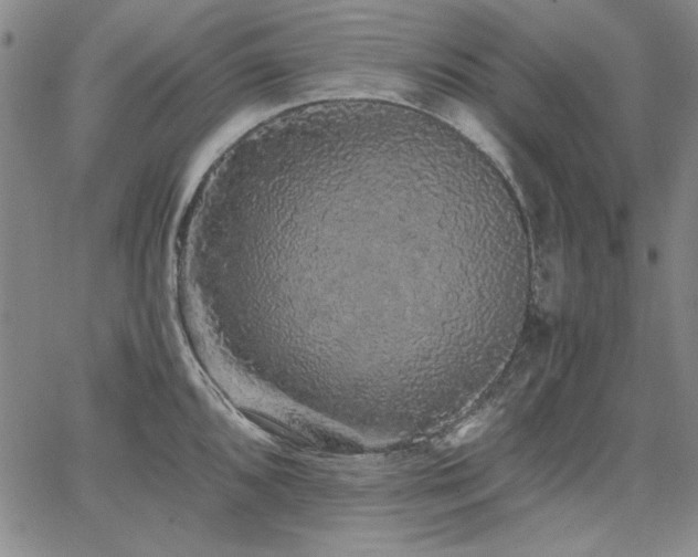 X0000067851096200604131245