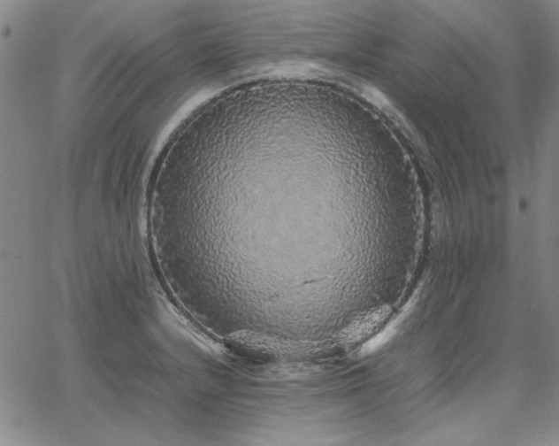 X0000067851232200604131243