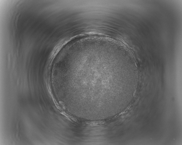 X0000067850241200604171231