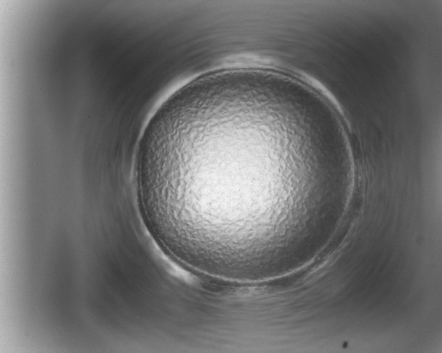 X0000067851387200604171213