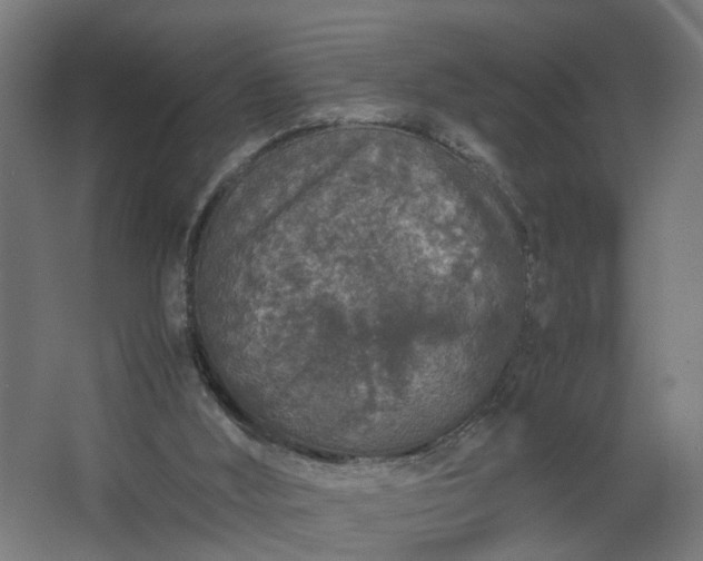 X0000067850012200604201319