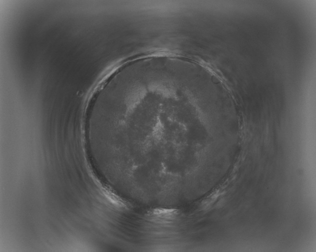 X0000067850055200604201318