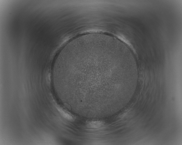 X0000067850063200604201318