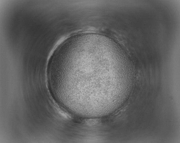 X0000067850102200604201318