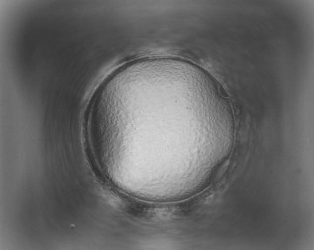 X0000067850103200604201318