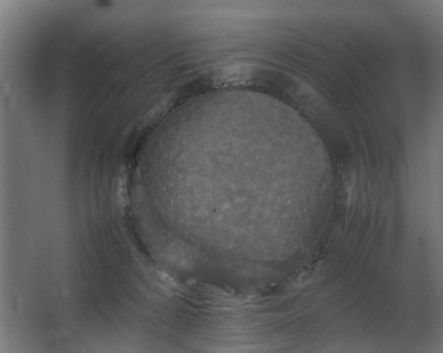 X0000067850224200604201316