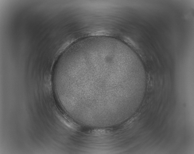 X0000067850298200604201314