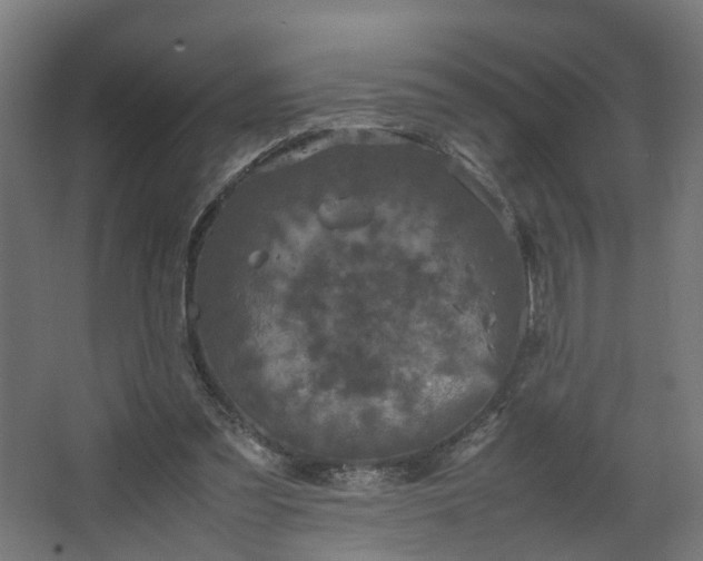 X0000067850301200604201314