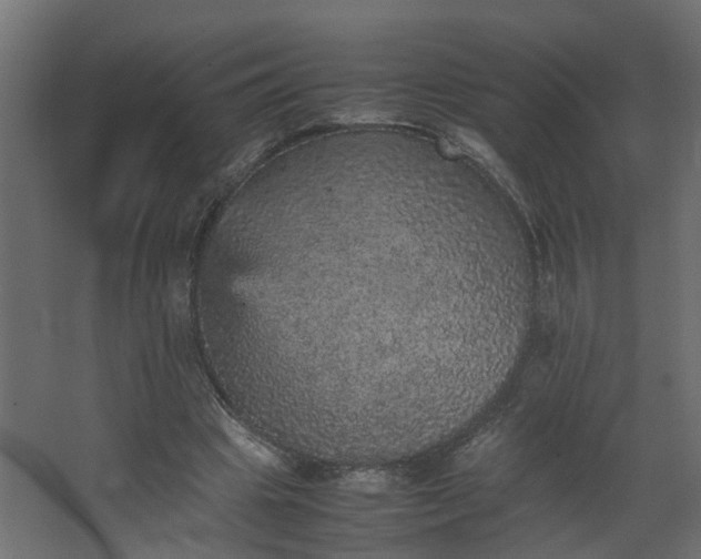 X0000067850441200604201311