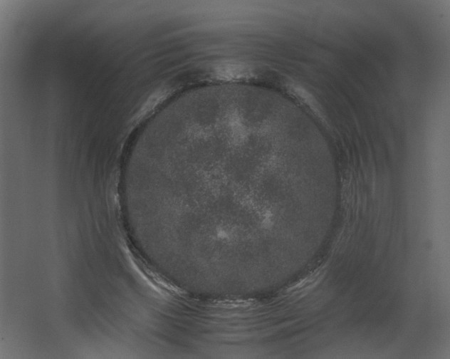 X0000067850443200604201311