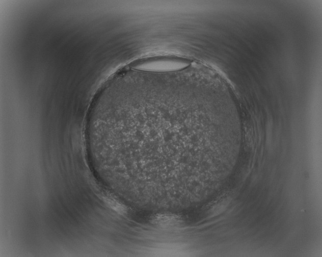 X0000067850487200604201311