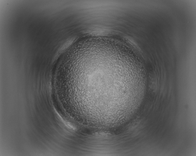 X0000067850586200604201310